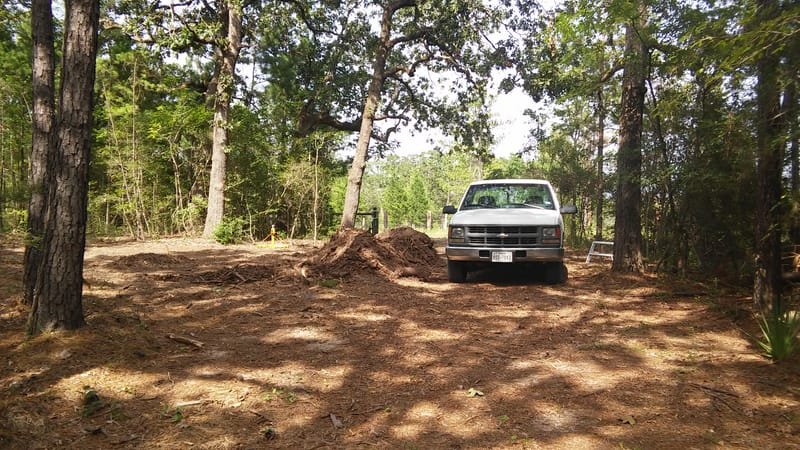 Pickup parked in a newly cleared area among pine trees