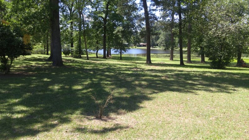 Freshly mowed lawn under tall pines