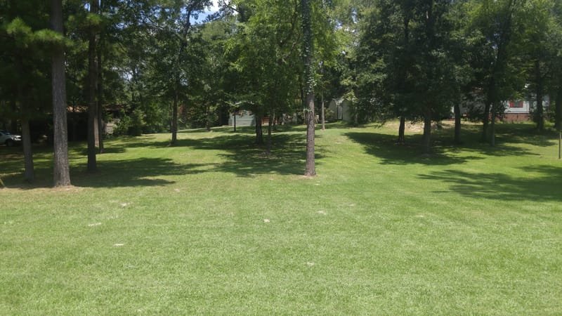 Freshly mowed lawn with shade trees